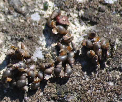 aiuto identificazione molluschi dulciacquicoli